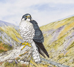 Birds-of-prey