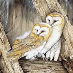 Barn-owls