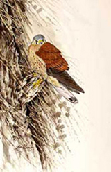 Kestrel