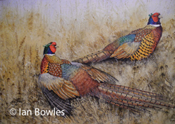 Pheasants