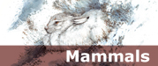 Mammals