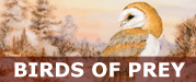 Birds_of_Prey