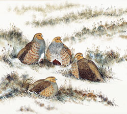 Game-birds