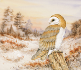 Barn_Owl