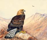 Golden_Eagle