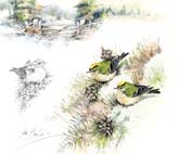 Goldcrest_Studies