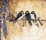 Swallows