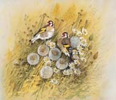 Goldfinches