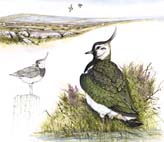 Lapwing