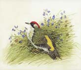 Green_Woodpecker