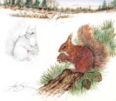 Red_Squirrel