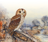 Tawny_Owl