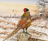 Winter_Pheasant