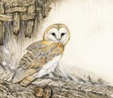 Barn Owl