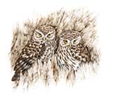 Little_Owls