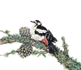 Greater_spotted_woodpecker