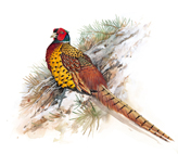 Pheasant