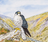 Peregrine