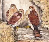 Young_Kestrels