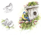 Blue_Tit_Studies