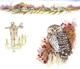 Little_Owl_Studies