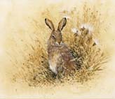 Brown_Hare